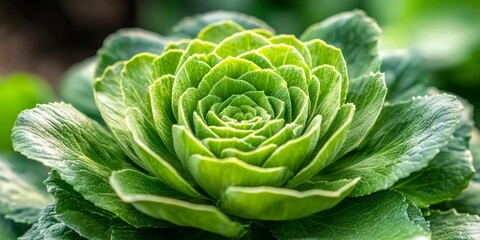Fototapeta premium Close-Up of Vibrant Green Ornamental Cabbage Plant with Textured Leaves and Intricate Patterns