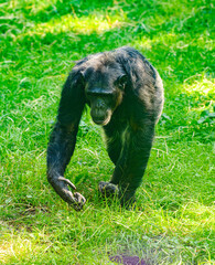 chimpanzee (Pan troglodytes) walking on grass