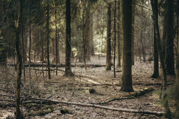 Obraz premium Morning forest in early spring