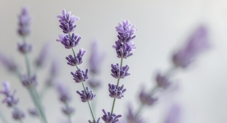 Fototapeta premium Delicate Lavender Sprig Soft Purple Blooms Nature Beauty
