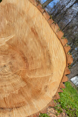 Cut of an old willow tree trunk