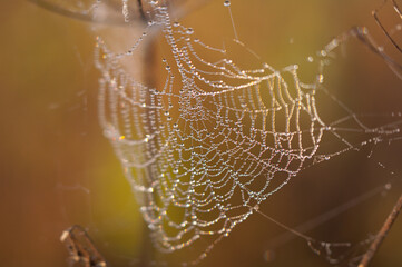 Delicate dew droplets sparkling on gossamer spider silk, catching golden sunrise light and transforming fragile web strands into glistening pearl like jewels