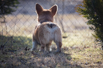 Pembroke welsh corgi displaying fluffy hindquarters near wire mesh fence, surrounded by dry grass and small evergreen tree in garden setting