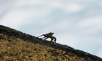 Kleine Küstenkrabbe (Grapsus grapsus) auf nassem Felsen am Meer