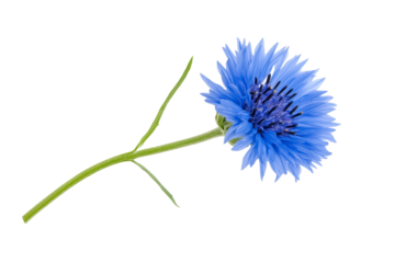 PNG beautiful single blue cornflower isolated against a pure white background