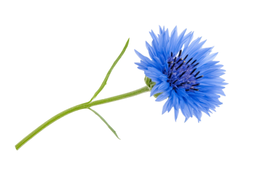 PNG beautiful single blue cornflower isolated against a pure white background