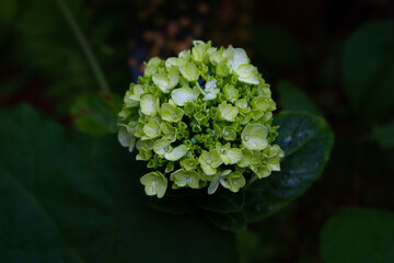 Hydrangea flowers that have not fully bloomed with a light green color slightly whitish growing against a background of green plants