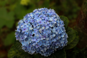 Hydrangea flowers with a light blue color slightly purple growing against a background of green plants