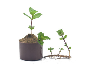 black Herbs in a pot. Mint seedling in a pot isolated on white background. Fresh fragrant spicy herbs in a saucepan. Recipe.Fresh mint plant in a black pot isolated on white