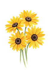 Naklejka premium Yellow sunflowers watercolor drawing isolated on white background.