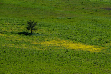 Obraz premium Panorama toscano in Val d'Orcia