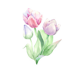 Fototapeta premium Floral arrangement. Tulips. Watercolor. Bouquet