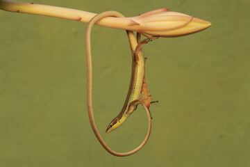 A long-tailed grass lizard is ready to prey on a caterpillar eating a wildflower flower bud. This reptile has the scientific name Takydromus sexlineatus.