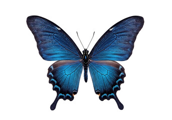 Dark blue flying butterfly isolated on white background.