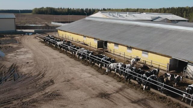 Dairy farm in countryside, cows are resting in the pens, view of farm buildings and hangars from a height.