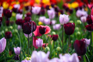 tulipani