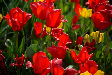 tulipani
