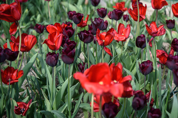 tulipani