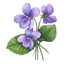 Small spring bouquet with flowering purple Viola odorata (wood violet, sweet, English violet). Watercolor hand drawn illustration isolated on a white background