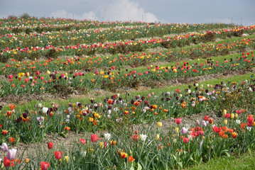 tulipani