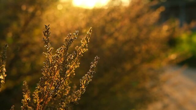 Abstract warm landscape of dry wildflower and grass meadow on warm golden hour sunset or sunrise time. Tranquil autumn fall nature field background. Soft golden hour sunlight panoramic countryside