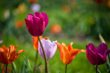 tulipani