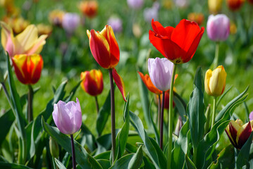 tulipani