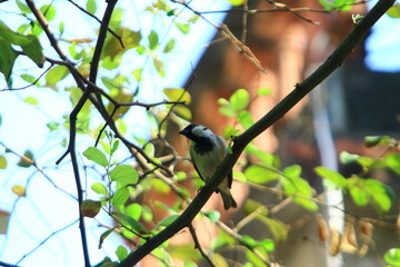 bird on a tree