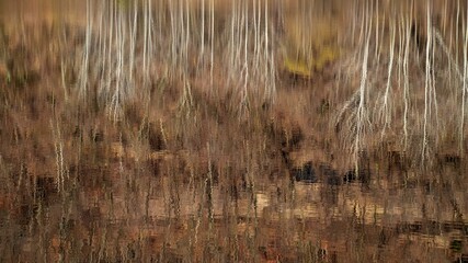 Winter tree landscape reflected in lake