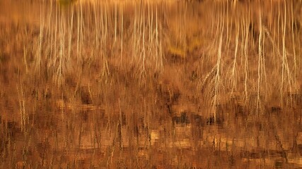Winter tree landscape reflected in lake