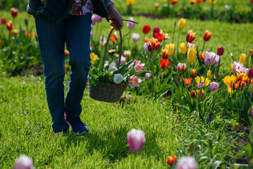 tulipani