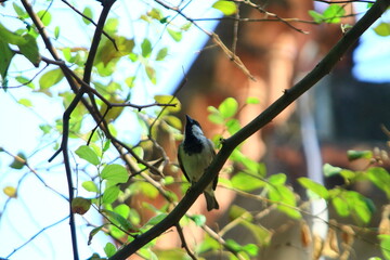 bird on a tree