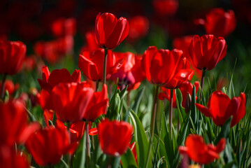 tulipani