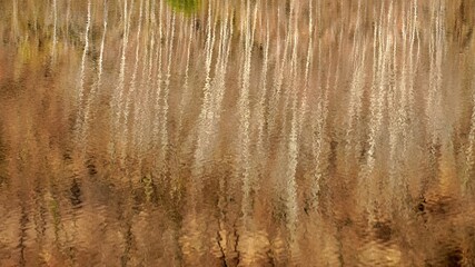 Winter tree landscape reflected in lake