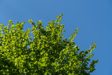 Bright green linden leaves grow on branches of Tilia caucasica tree against blue sky. Natural concept of spring, beginning of new life. Selective focus.
