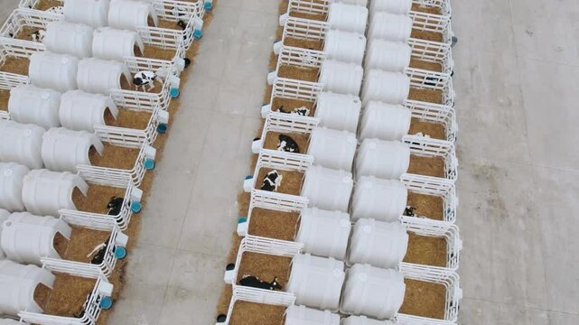 Aerial view of community of calf hutches, the little plastic huts that baby cows live in.