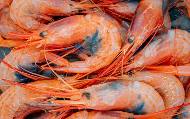 Close-up of fresh Plesionika edwardsii shrimp with blue roe, caught off the coast of Huelva (Spain)