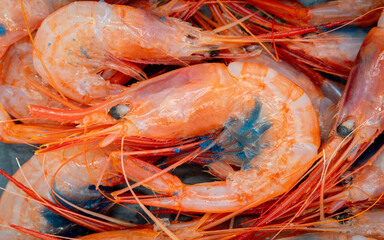 Close-up of fresh Plesionika edwardsii shrimp with blue roe, caught off the coast of Huelva (Spain)