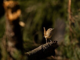 Zaunkönig in seinem Revier