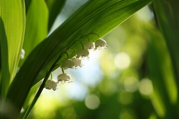 Lily of the valley in the forest