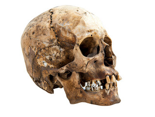 A Detailed Close-Up of a Human Skull