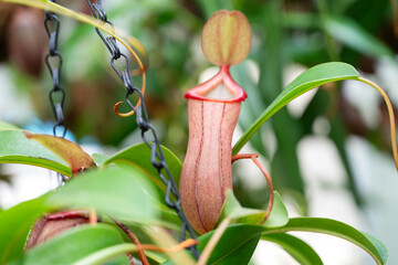 Pitcher plant, Nepenthes ventricosa plant.