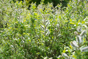 Spring flowering of young forest trees on a sunny day.