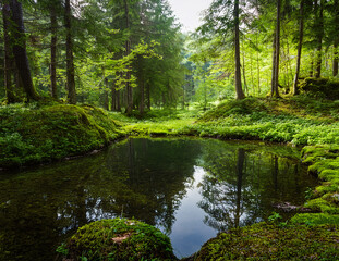 Generated image　森の泉