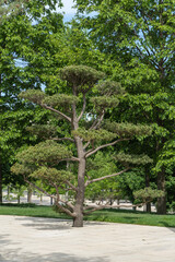 Close-up beautiful bonsai pine tree (Pinus mugo or mountain pine) with lush needles in public landscape city Park Krasnodar or Galitsky Park in sunny spring 2024
