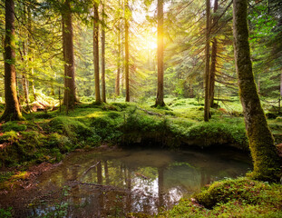 Obraz premium Generated image 森の泉