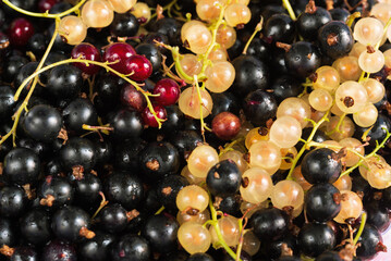 Autumn fruit background with different currant berries.