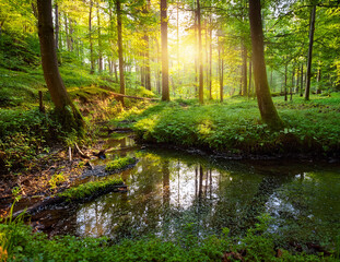 Obraz premium Generated image 森の泉