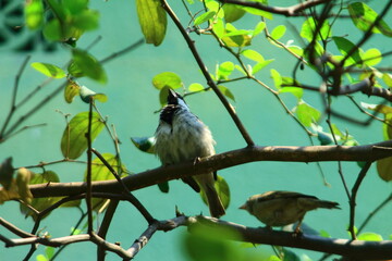 bird on a tree