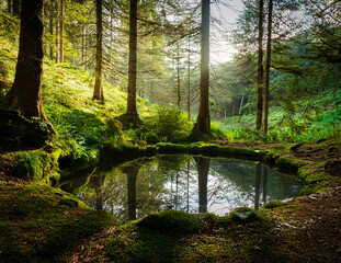 Obraz premium Generated image 森の泉